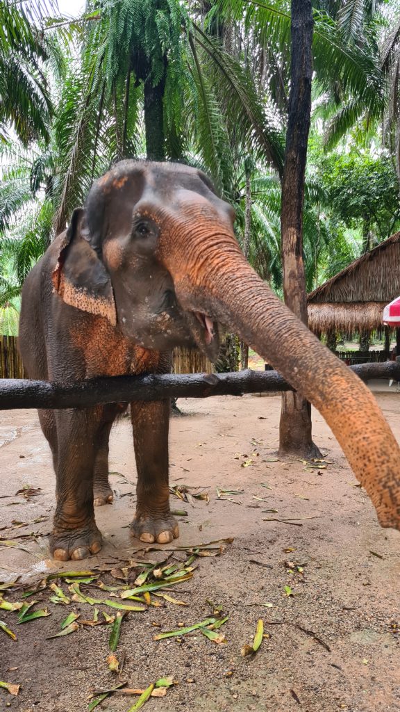 Ein Zufluchtsort für gerettete Elefanten
