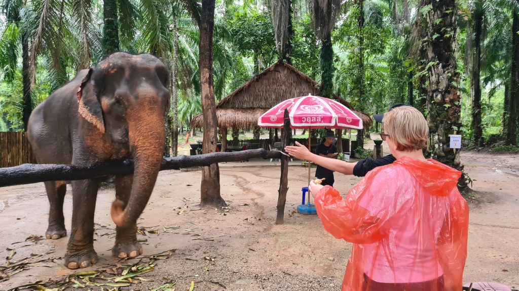 Erste Begegnung mit den Elefanten