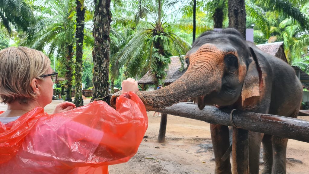 Die sanfte Berührung eines Elefantenrüssels, die warme, leicht raue Haut und dieser ruhige, neugierige Blick.