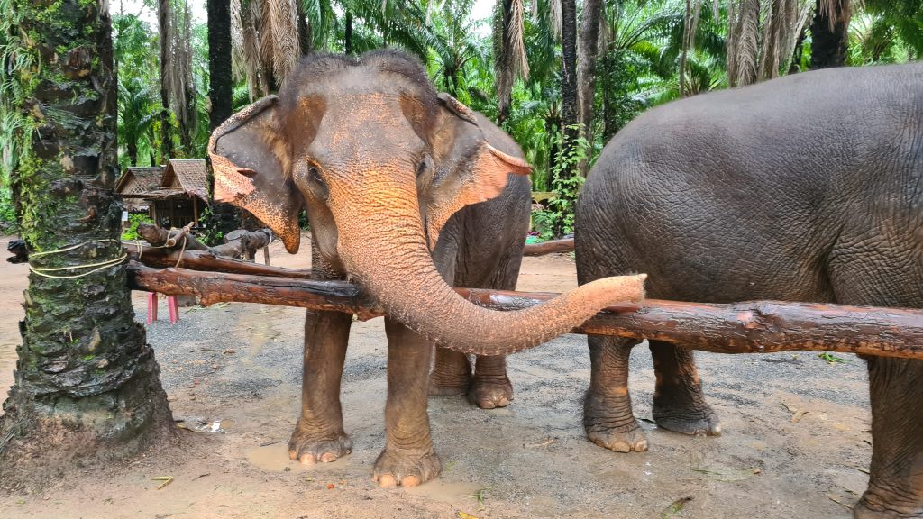 Elephant Sanctuary wirklich tierfreundlich