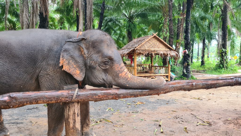 Krabi Elephant Shelter