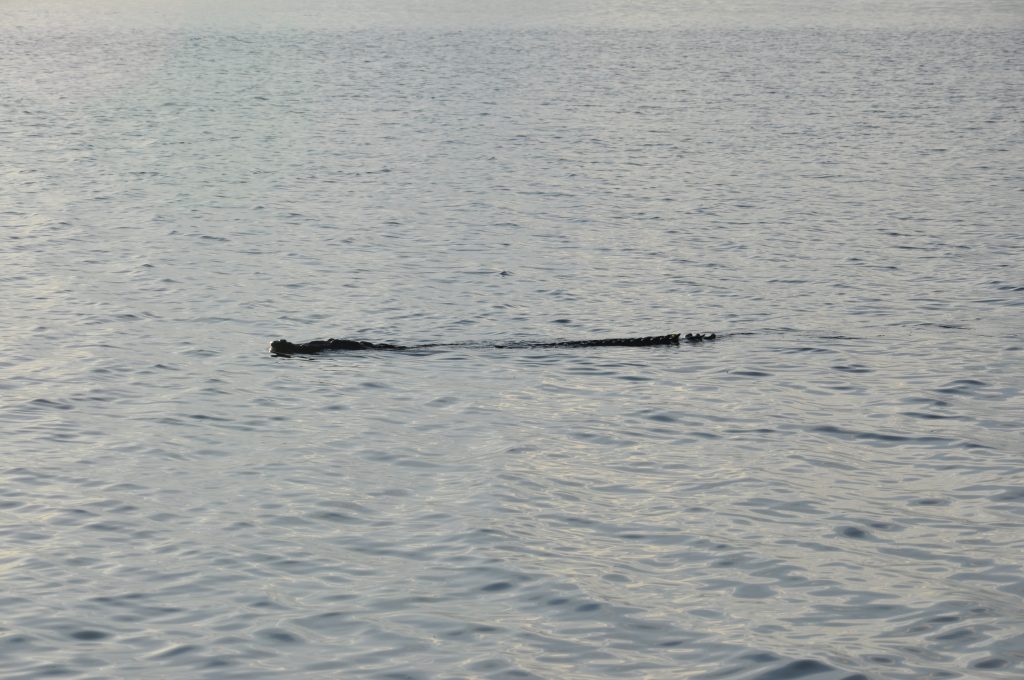 Ein Krokodil, fast regungslos, glitt durch das seichte Wasser