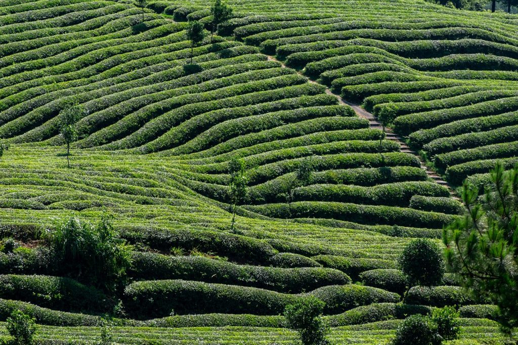 tea, tea garden, tea tree, nature, green, agriculture, farmland, natural, plant