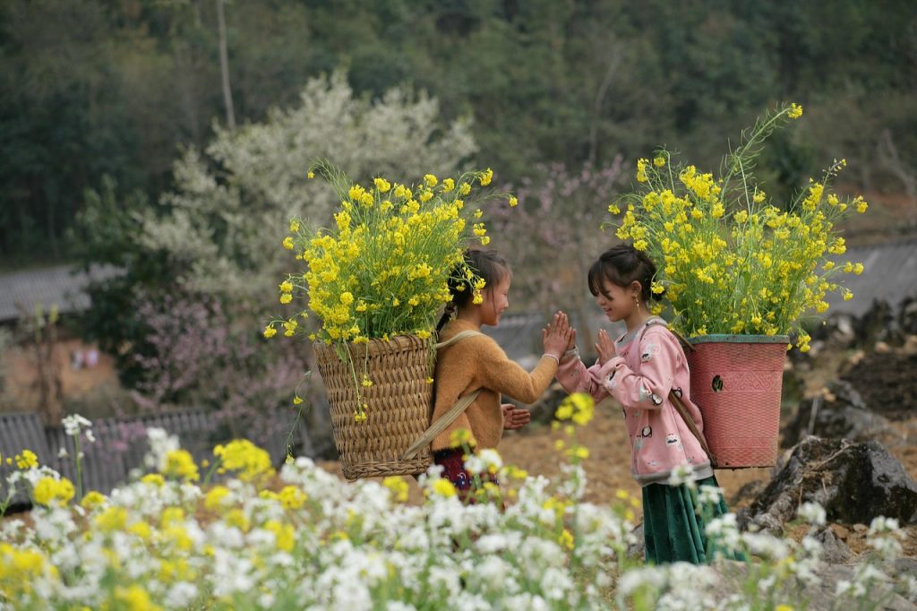 ha giang, vietnam, rocky plateau, tourism, children, spring, peach blossom, plum blossom, nature, mountain river, decorative photo, yellow flowers, vietnam, tourism, tourism, children, nature, nature, nature, nature, nature