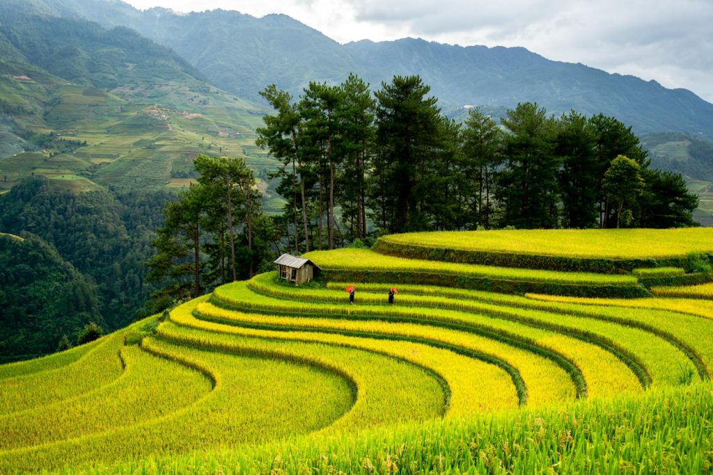Beautiful view of rice terraces and mountains in a lush green valley with small hut and workers.