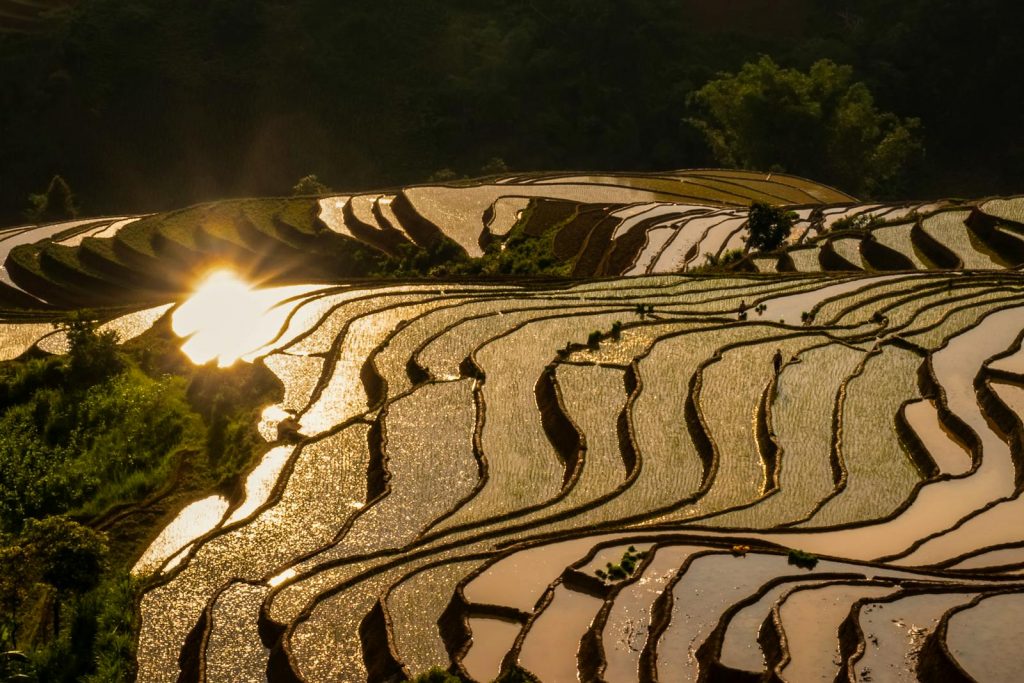 Golden sunset over terraced rice paddies in Yên Bái, Vietnam, reflecting vibrant hues.