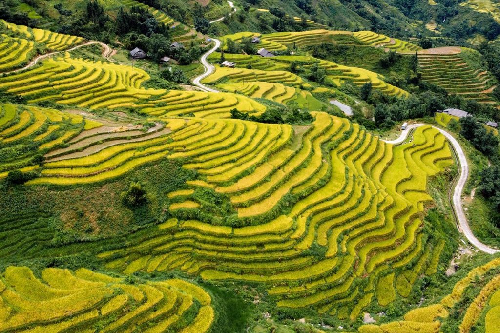 the season of ripe rice, fall, hoang su phi, ha giang, vietnam, destination, travel, terraces, agriculture, top view, northeastern mountains, the stone also blooms, golden season, natural landscape, ha giang, ha giang, ha giang, ha giang, ha giang