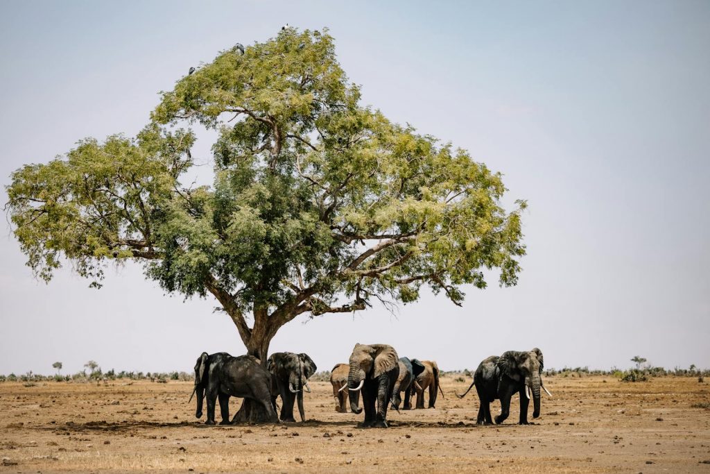 A herd of African elephants standing under a large tree in the wild, showcasing nature at its best.
