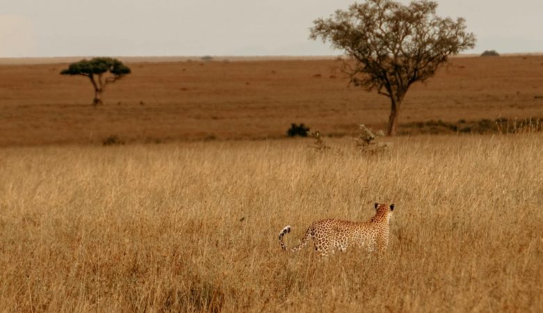 Cheetah roaming the vast Serengeti grasslands under a tranquil sky.