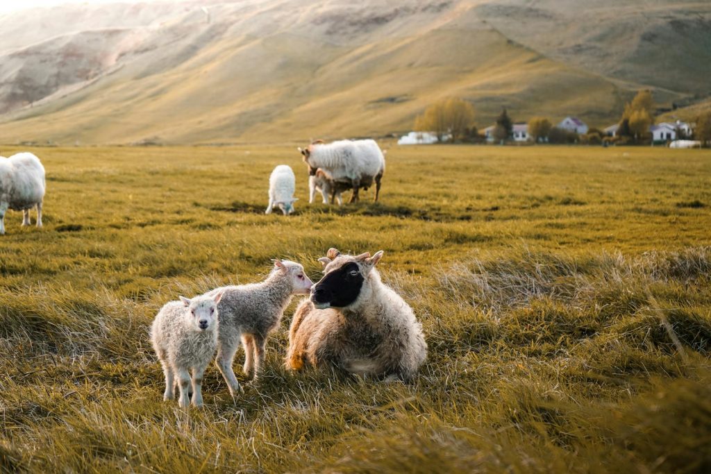 Grazing sheep in a serene Icelandic landscape near Reykjavík during daytime.