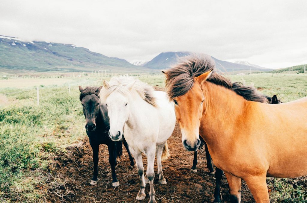 Group of Icelandic horses in a green meadow with mountains in the background.