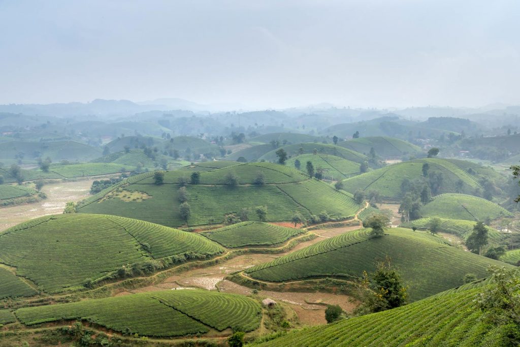 Aerial view of lush green tea plantations in the misty hills of Sapa, Vietnam.