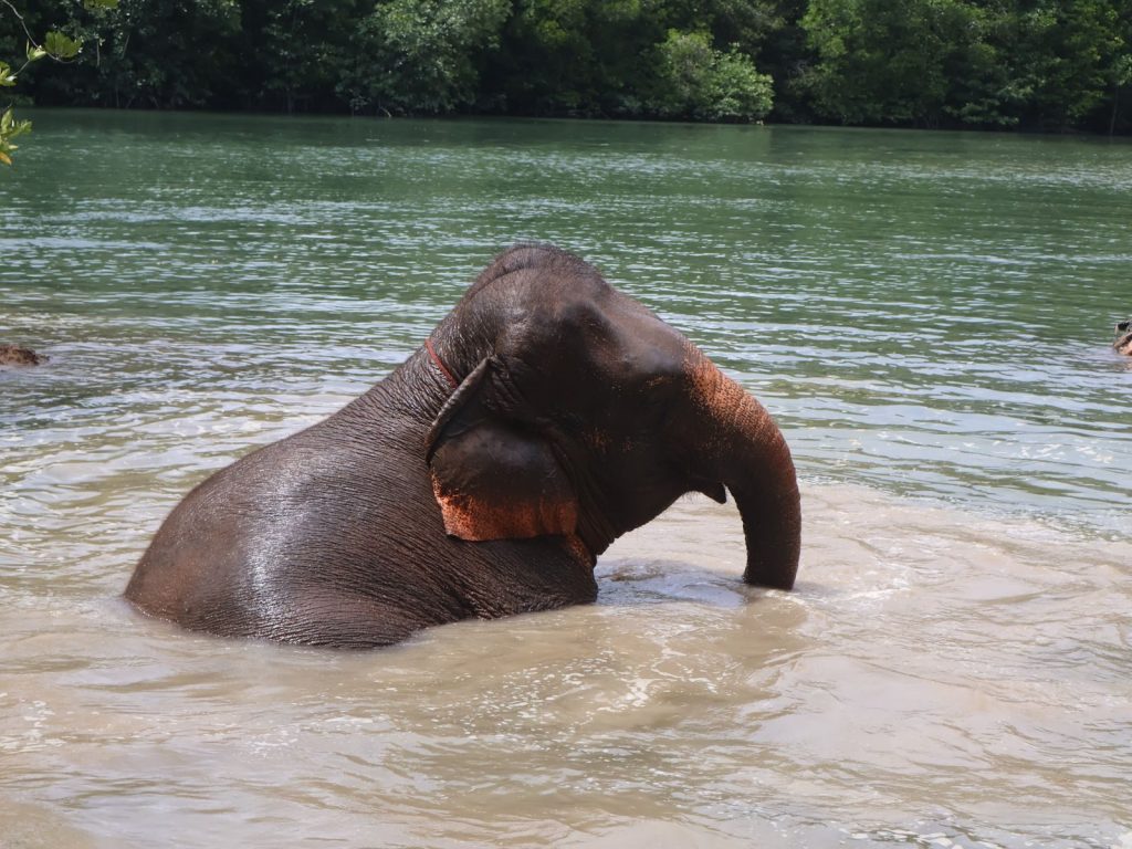 Majestic Asian elephant enjoying a refreshing river bath in lush setting.